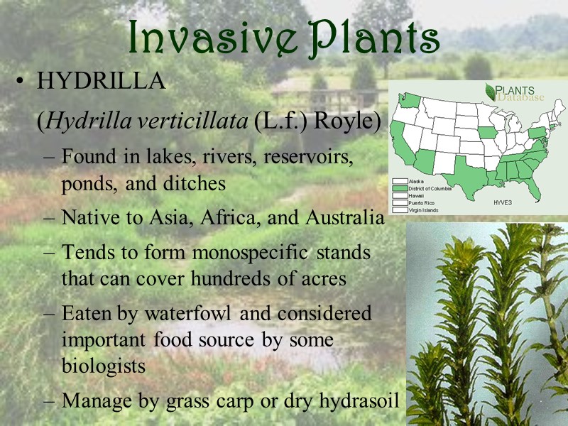 Invasive Plants HYDRILLA   (Hydrilla verticillata (L.f.) Royle) Found in lakes, rivers, reservoirs,